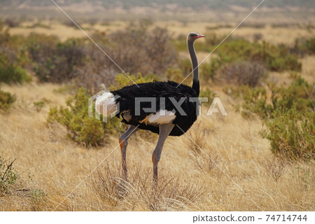 The male ostrich with black feathers and white tails stands on the grassland. Large numbers of animals migrate to the Masai Mara National Wildlife Refuge in Kenya, Africa. 2016. 74714744