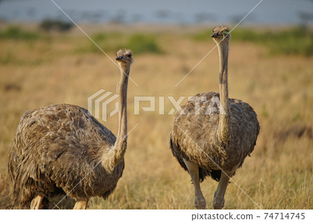 Two female ostriches are on the grass. One of the eyes was covered with leaves. Large numbers of animals migrate to the Masai Mara National Wildlife Refuge in Kenya, Africa. 2016. 74714745