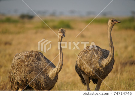 Two female ostriches are on the grass. One of the eyes gazed at the camera. Large numbers of animals migrate to the Masai Mara National Wildlife Refuge in Kenya, Africa. 2016. 74714746