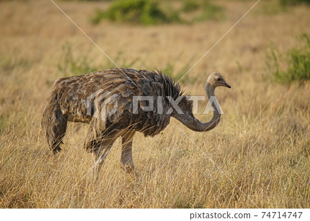 There is a brown feathered female ostrich on the grass. Large numbers of animals migrate to the Masai Mara National Wildlife Refuge in Kenya, Africa. 2016. There is a brown feathered female ostrich on the grass. Large numbers of animals migrate to the Masai Mara National Wildlife Refuge in Kenya, Africa. 2016. 74714747