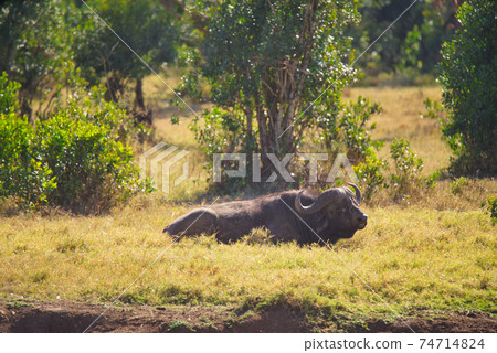 One African buffalo lay resting on the grass. Large numbers of animals migrate to the Masai Mara National Wildlife Refuge in Kenya, Africa. 2016. One African buffalo lay resting on the grass. Large numbers of animals migrate to the Masai Mara National Wildlife Refuge in Kenya, Africa. 2016. 74714824