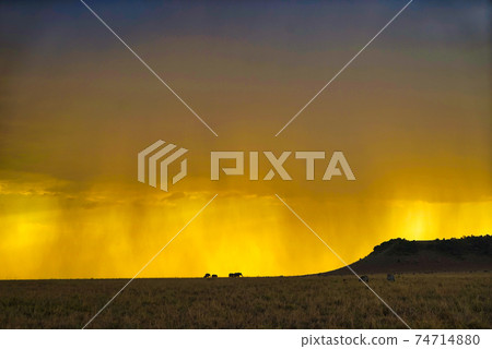 Unique orange cloud and fog landscape. Many animals on the grassland. Large numbers of animals migrate to the Masai Mara National Wildlife Refuge in Kenya, Africa. 2016. 74714880