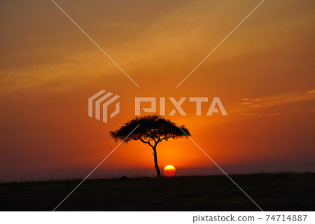 A beautiful view of the Masai Mara at sunset. Romantic atmosphere. Large numbers of animals migrate to the Masai Mara National Wildlife Refuge in Kenya, Africa. 2016. 74714887