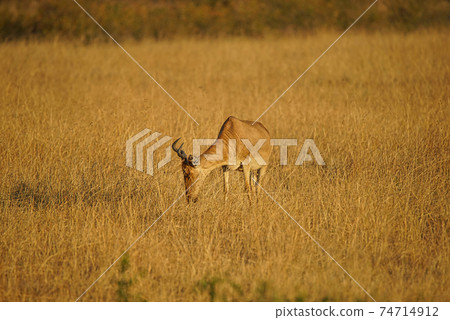 The African Hartebeest eats grass in the sun. Its fur is yellowish-brown. Large numbers of animals migrate to the Masai Mara National Wildlife Refuge in Kenya, Africa. 2016. 74714912