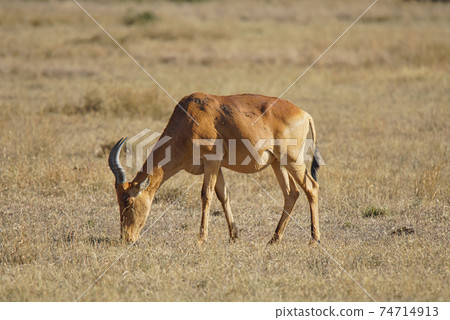 The African Hartebeest eats grass in the sun. Its fur is yellowish-brown. Large numbers of animals migrate to the Masai Mara National Wildlife Refuge in Kenya, Africa. 2016. The African Hartebeest eats grass in the sun. Its fur is yellowish-brown. Large numbers of animals migrate to the Masai Mara National Wildlife Refuge in Kenya, Africa. 2016. 74714913