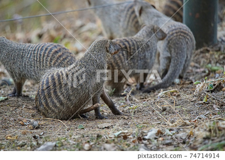 Several African Dwarf Mongooses (Helogale parvula) are lounging on the ground. Large numbers of animals migrate to the Masai Mara National Wildlife Refuge in Kenya, Africa. 2016. Several African Dwarf Mongooses (Helogale parvula) are lounging on the ground. Large numbers of animals migrate to the Masai Mara National Wildlife Refuge in Kenya, Africa. 2016. 74714914