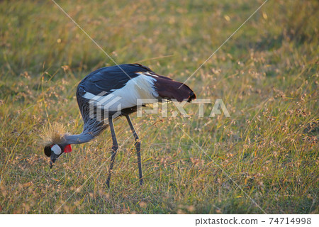 A Grey crowned  crane (Balearica regulorum) is foraging in the grassland. Large numbers of animals migrate to the Masai Mara National Wildlife Refuge in Kenya, Africa. 2016. 74714998