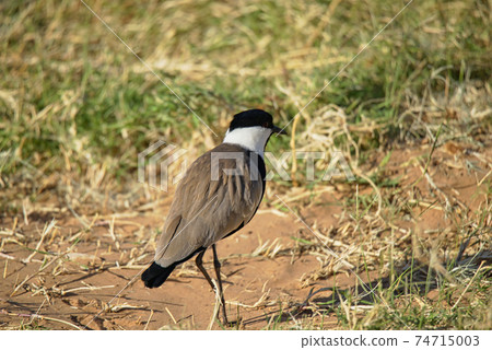 A Spur-winged lapwing (Vanellus spinosus) is walking on the grass. Large numbers of animals migrate to the Masai Mara National Wildlife Refuge in Kenya, Africa. 2016. 74715003