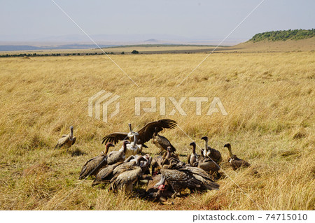 A group of white-backed vultures competed for animal carcasses on the grass. Large numbers of animals migrate to the Masai Mara National Wildlife Refuge in Kenya, Africa. 2016. 74715010