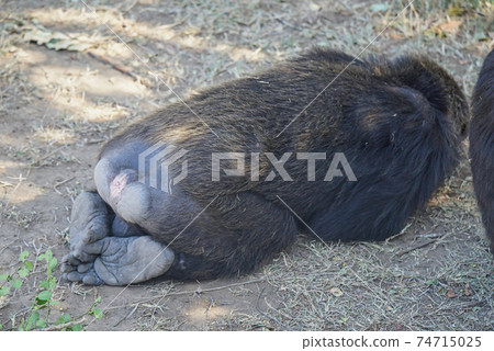 The chimpanzee leaned against the grass. Buttocks and feet face the camera. Large numbers of animals migrate to the Masai Mara National Wildlife Refuge in Kenya, Africa. 2016. 74715025