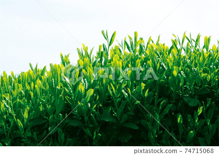 新茶季的茶園 74715068