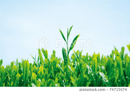 Tea plantation in the new tea season 74715074