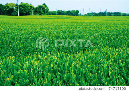 Tea plantation in the new tea season 74715100