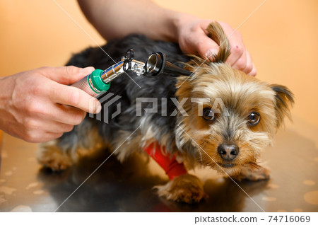 Veterinarian inspecting dog ears with otoscope on table at animal hospital 74716069