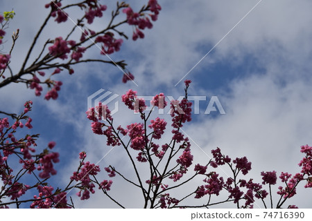 Cherry blossoms of backlight Cherry blossoms of backlight 74716390