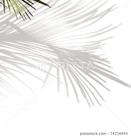 Plant Shadow Image Material-There are multiple variations 74716443