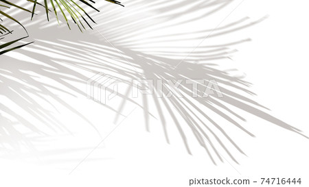 Plant Shadow Image Material-There are multiple variations 74716444