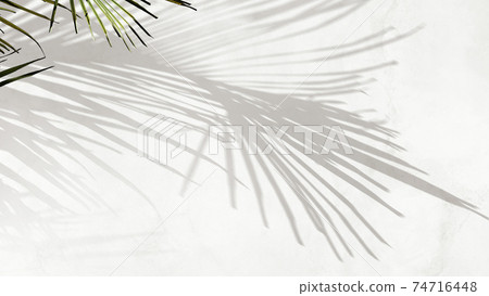 Plant Shadow Image Material-There are multiple variations 74716448