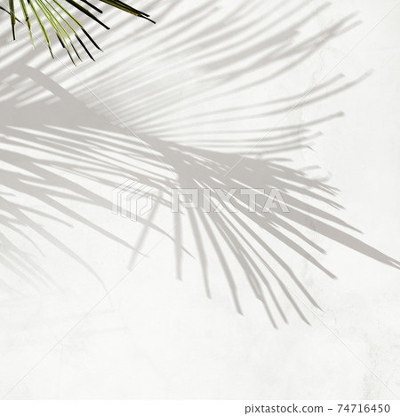 植物陰影圖像素材-有多種變體 植物陰影圖像素材-有多種變體 74716450