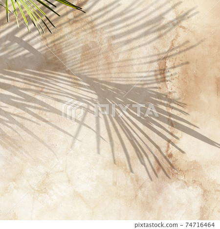 Plant Shadow Image Material-There are multiple variations 74716464