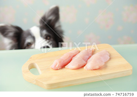 Raw chicken breast on a chopping board and black and white border collie 74716759