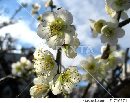 Plum blossom  74716774