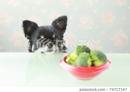 Broccoli and black chihuahua on the table 74717147