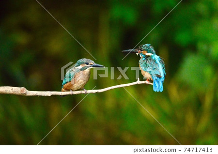Two male kingfishers (Negawa Greenway, Tachikawa Park/Tachikawa City, Tokyo) Two male kingfishers (Negawa Greenway, Tachikawa Park/Tachikawa City, Tokyo) 74717413