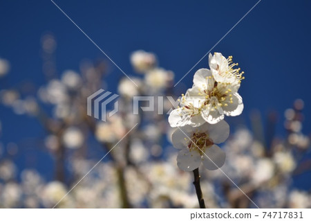 White plum against the blue sky White plum against the blue sky 74717831