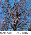 梅花樹 74718079