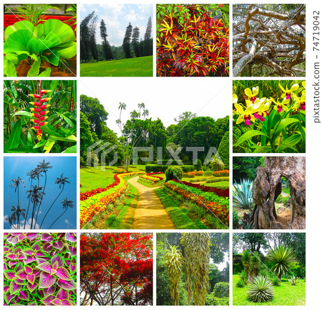 The park at Peradeniya at Sri Lanka. Collage The park at Peradeniya at Sri Lanka. Collage 74719042