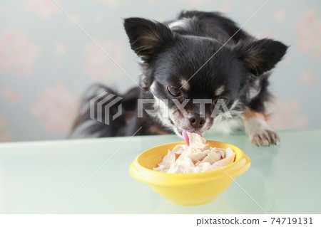 黑色吉娃娃狗在一個黃色的碗裡吃剪刀 74719131