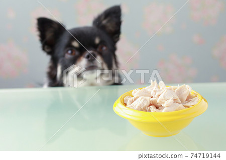 Black chihuahua eating scissors in a yellow bowl 74719144