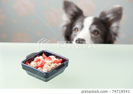 Border collie waiting for a meal on the table Border collie waiting for a meal on the table 74719541
