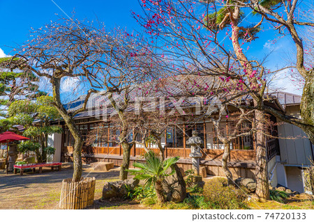 Furouen Garden and Plum Blossoms in Early Spring [Yamanashi Prefecture] 74720133