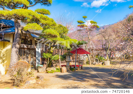 Furouen Garden and Plum Blossoms in Early Spring [Yamanashi Prefecture] 74720146