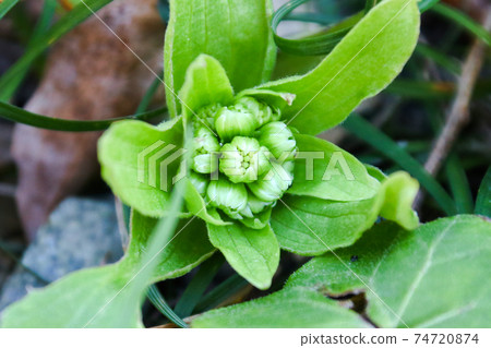 Butterbur sprout / butterbur sprout / butterbur sprout / grows in the field 74720874
