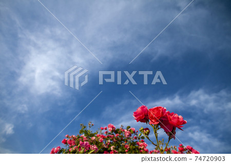 May sky and red roses-2 74720903