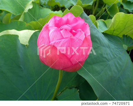 Lotus flower that is about to bloom 74720971