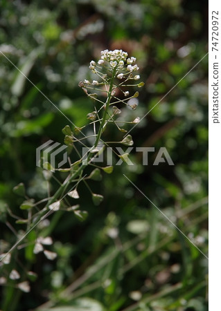 Nazna(Pepetus草) Nazna(Pepetus草) 74720972
