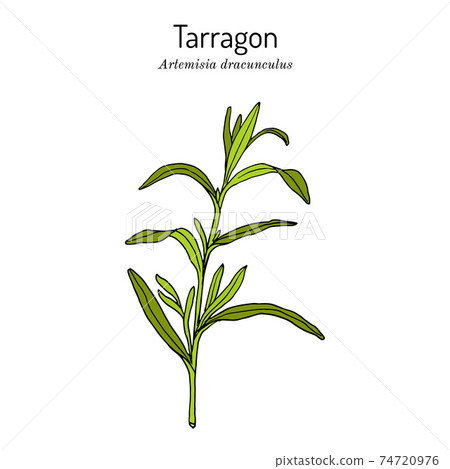 Tarragon artemisia dracunculus , aromatic kitchen and medicinal herb Tarragon artemisia dracunculus , aromatic kitchen and medicinal herb 74720976