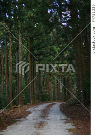 森林公路 森林公路 74721339