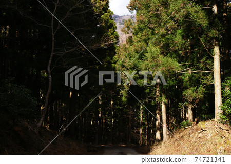 森林公路 74721341