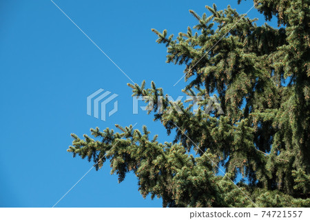 Fir branches with fresh shoots in spring on blue sky background. Fir branches with fresh shoots in spring on blue sky background. 74721557