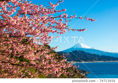 Kawazu Sakura and Mt. Fuji 74721658