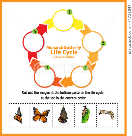 Diagram showing life cycle of Butterfly 74721844