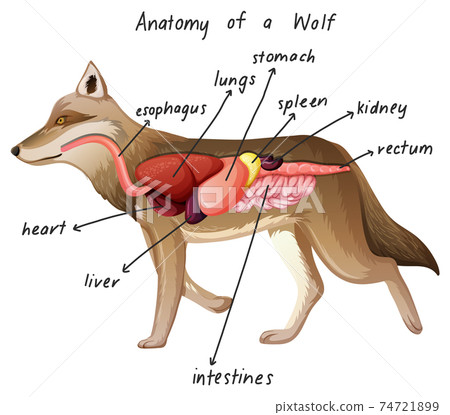 Anatomy of a Wolf Anatomy of a Wolf 74721899