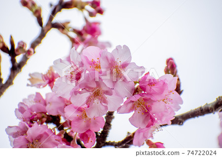 Kawazu cherry blossoms Kawazu cherry blossoms 74722024