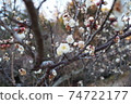 白花花 74722177