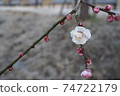 梅花 74722179